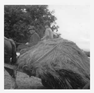 tom on haycart