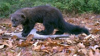 A cute Fisher in the wild.