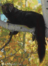 Fisher cat in tree