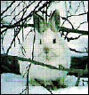 Snow show hare, hes kinda cute