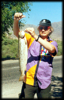 Wild trout