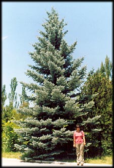 Shurely the tree is blue !!!