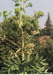 Angelica Root