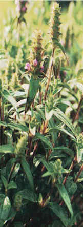 Common Selfheal Fruit-spike