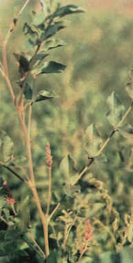 Licorie Root