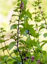 Wild Mint Herb