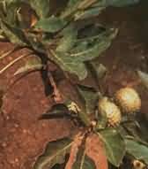 Datura Metel