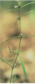 Spreading Hedytois Herb