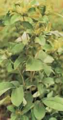 Japanese Atractylodes Rhizome