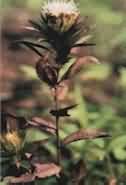 Swordlike Atractylodes Rhizome