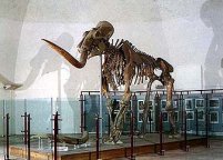 Elephas Meridionalis Nesti