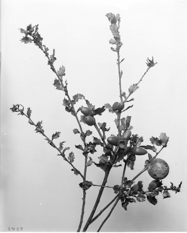 Branch