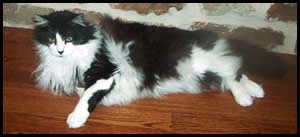 This is a picture of my cat Shadow.