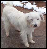 This is a picture of my dog, Spirit.