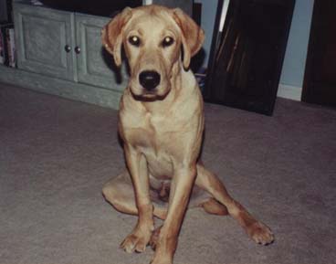 arf!&nbsp; arf!&nbsp; I am Chief!&nbsp; arf!