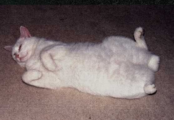 meooooowwwww!