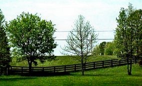 Black fences