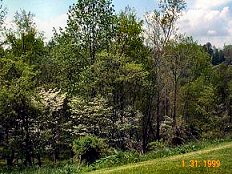Dogwood
