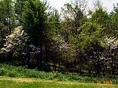 Dogwood