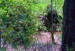 Creek