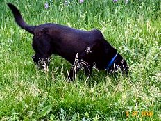 Sadie