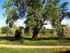 Denver's bike trails