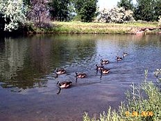 Denver's bike trails