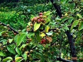 Berries
