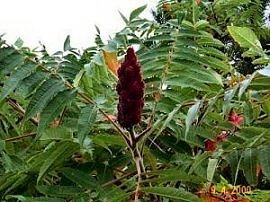 Sumac