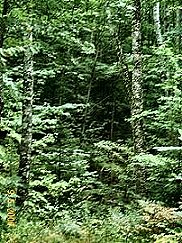 The Trail