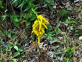 Goldenrod