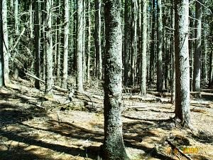 Trees