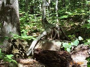 Reaching for Earth