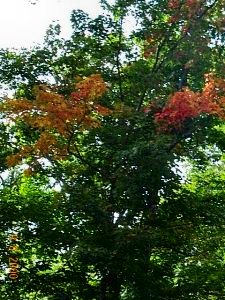 Fall Colors