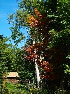 Fall Colors