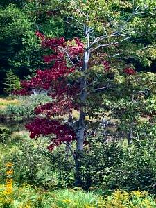 Fall Colors