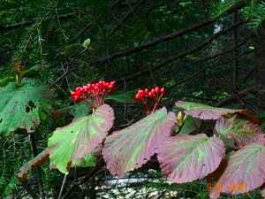 Fall Colors