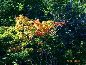 Fall Colors