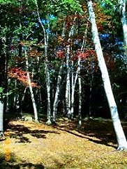 Birch