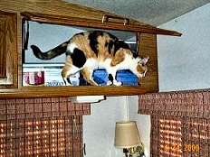 Lofty cat
