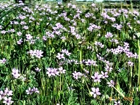Field of flowers
