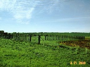 Cows and open fields