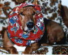 snood_sm.jpg - 5.2 K
