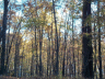 thm_PICT2292.gif