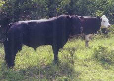 Nick - herd bull