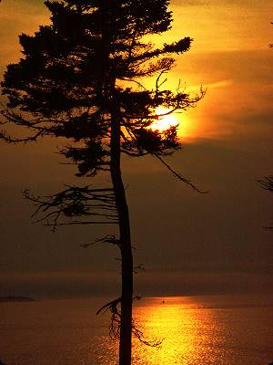 1solefoto5.jpg (19913 bytes)