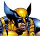 wolverineface.jpg (2945 bytes)