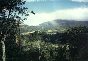 Coffee fields