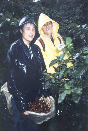 Picking Coffee