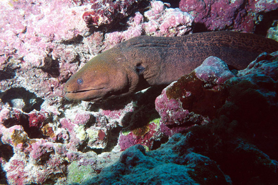 tahiti-2